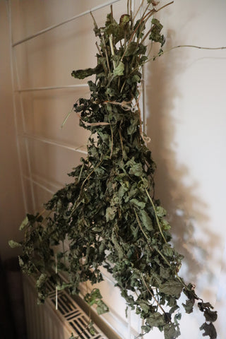 Mint Herbs ( Pot Marigold. Garden)