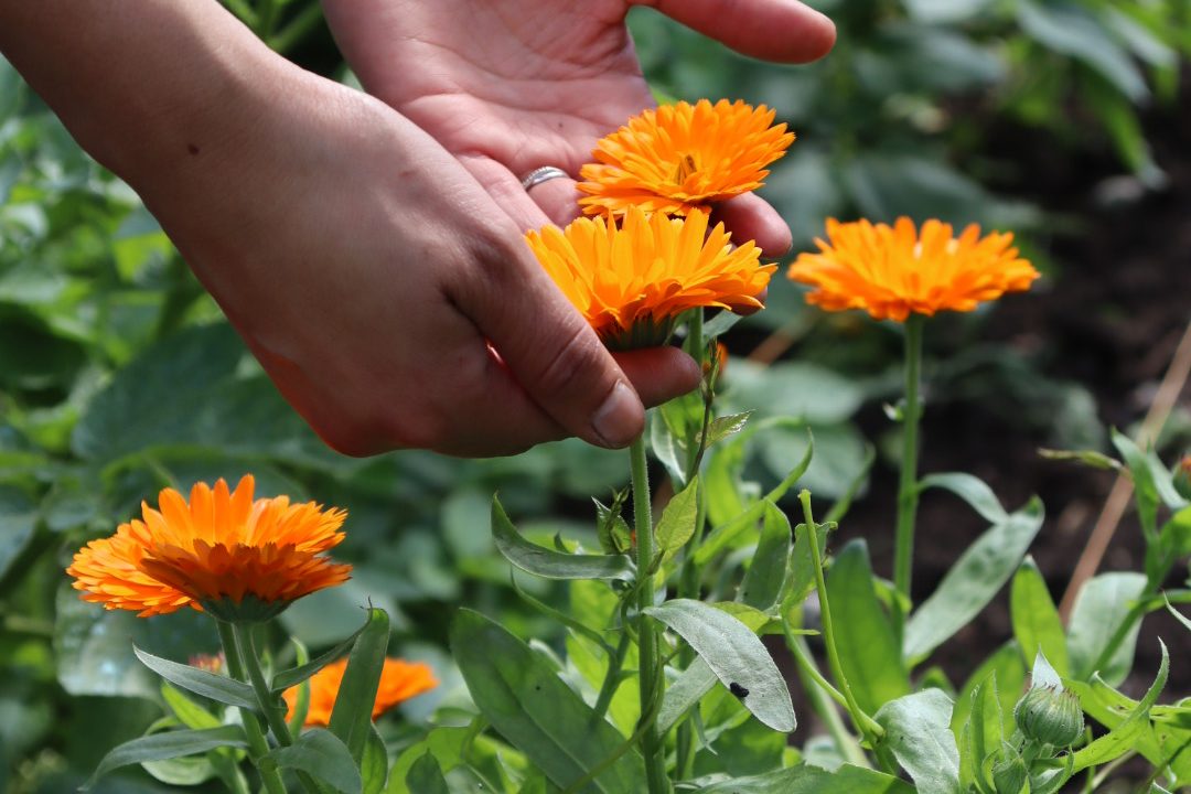 Pot Marigold Garden
