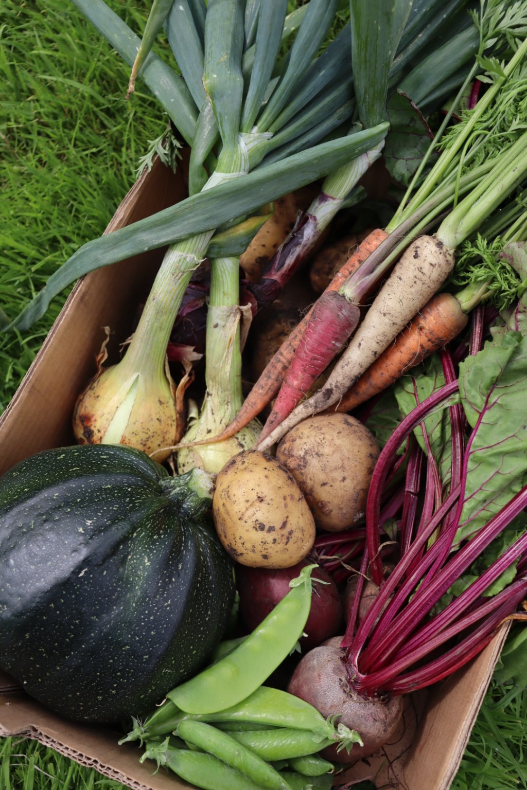 Harvest Days: What’s Growing in the Late Summer Garden