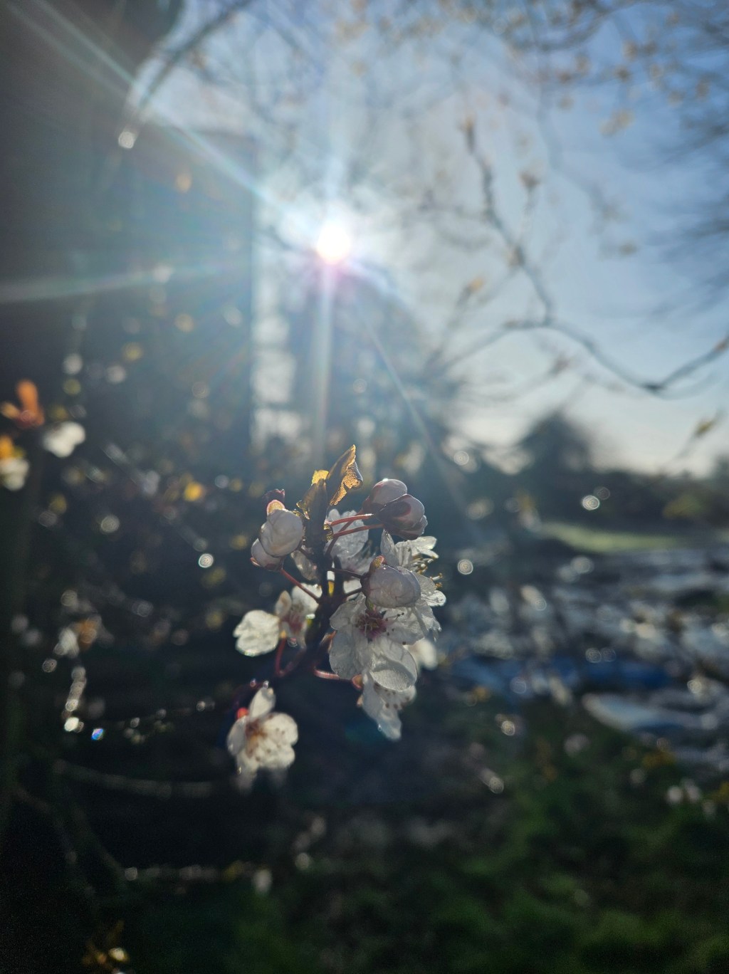 The garden in spring Journal