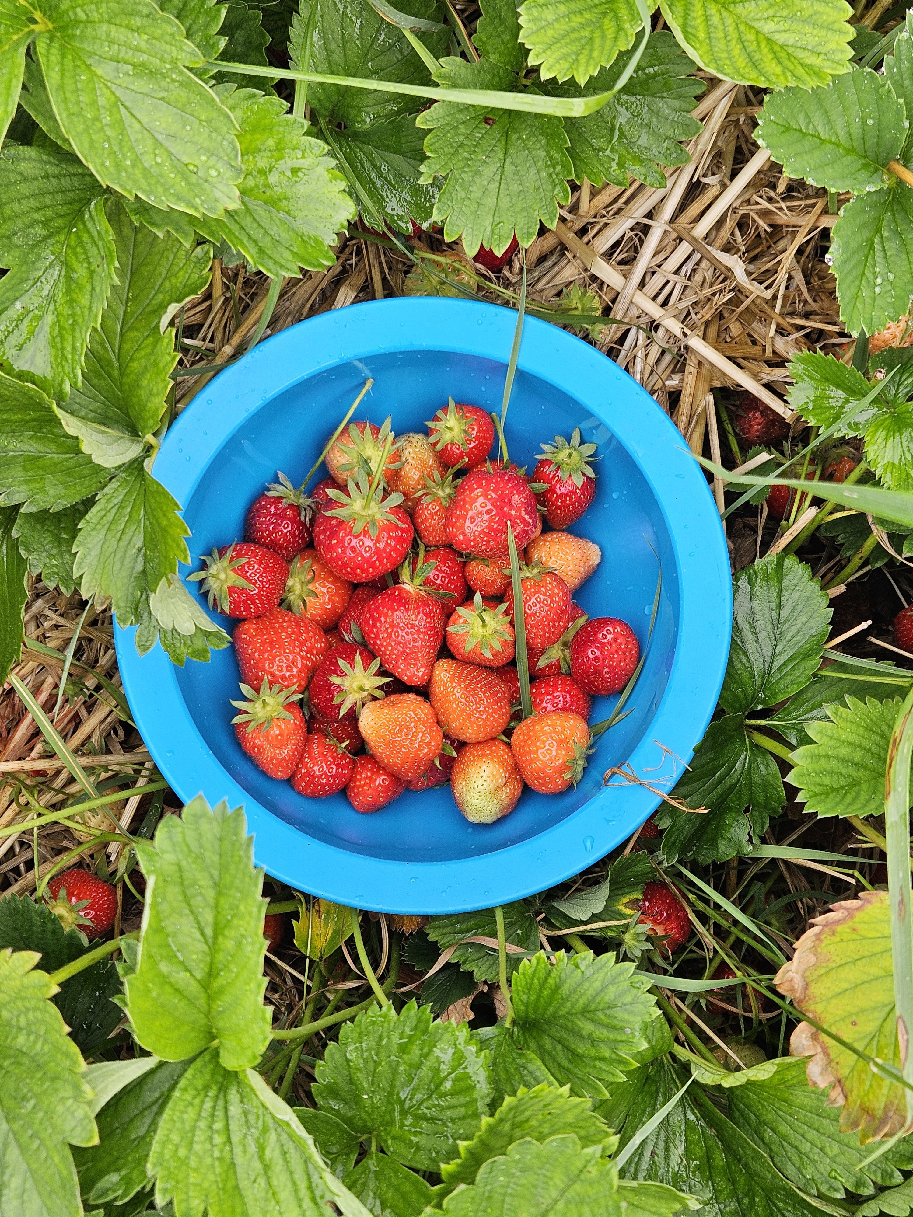 Growing Strawberries: Notes from This Season’s Harvest