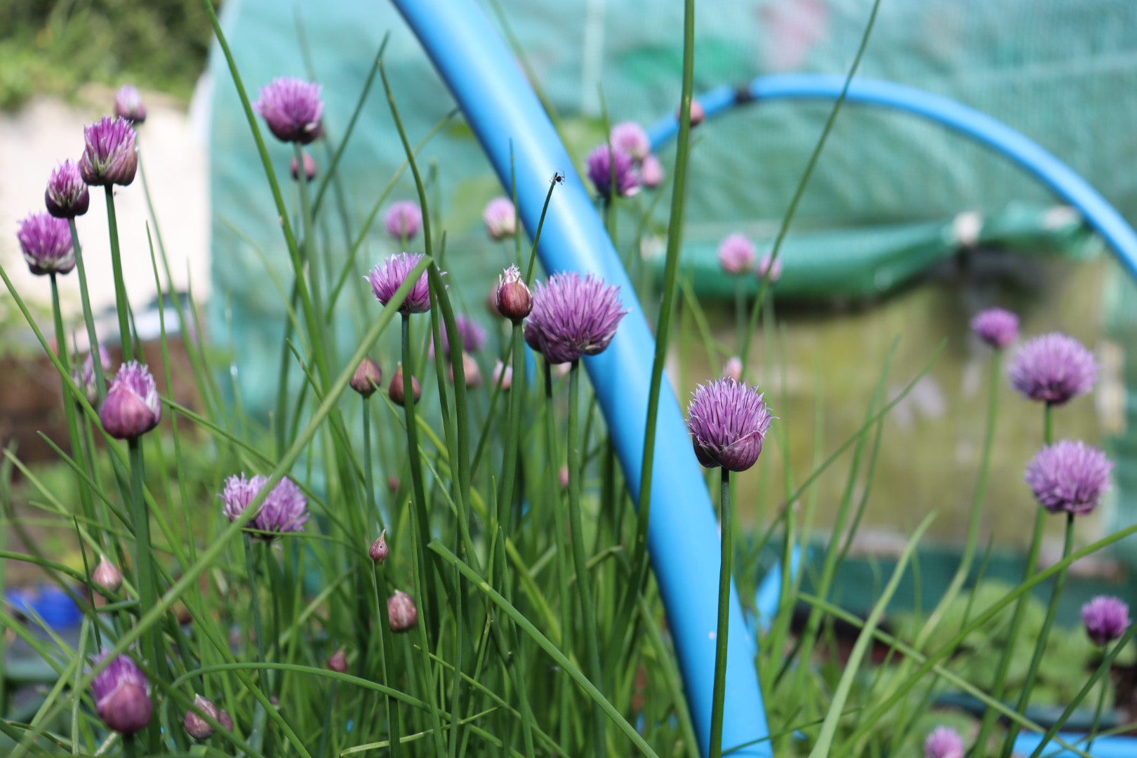 4 Ways I Used My Chive Blossoms This Year